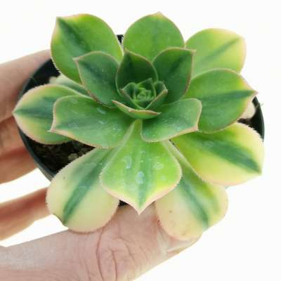 Aeonium 'Floresens'