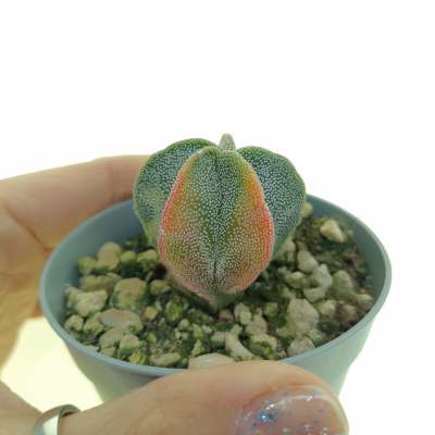 Astrophytum myriostigma f. variegata