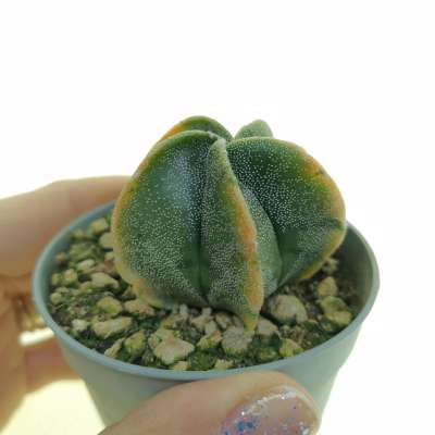 Astrophytum myriostigma f. variegata