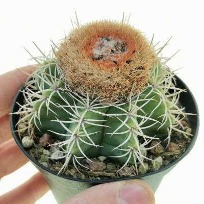 Melocactus matanzanus