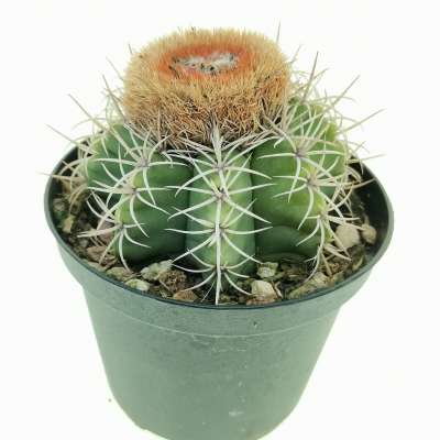 Melocactus matanzanus - Giromagi