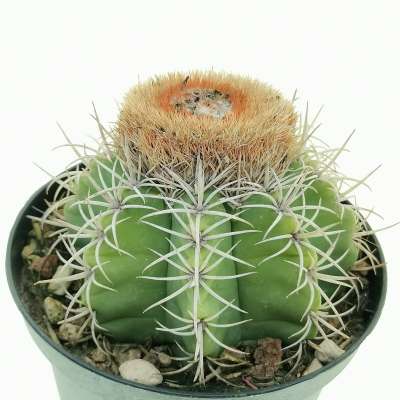 Melocactus matanzanus - Giromagi