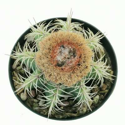 Melocactus matanzanus - Giromagi