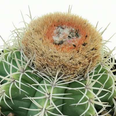 Melocactus matanzanus - Giromagi