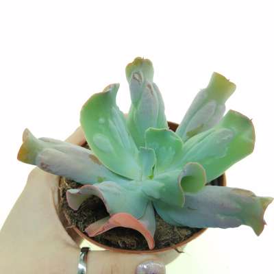 Echeveria 'Culibra'