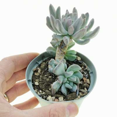 Pachyveria 'Scheideckeri' var. albo-carinata
