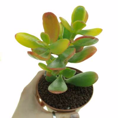 Crassula ovata 'Hummel's Sunset'