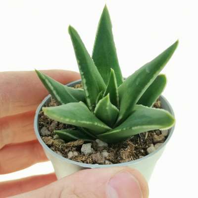 Haworthia marginata