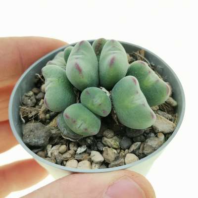 Conophytum meyeri