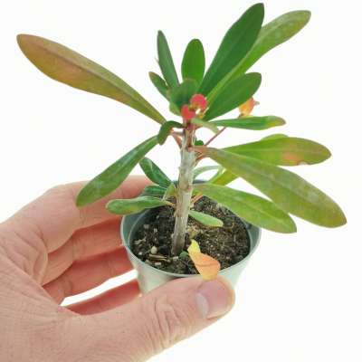 Euphorbia tardieuana