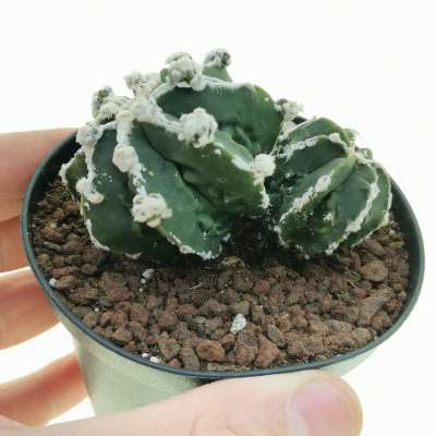 Astrophytum myriostigma cv. Fukuryu (Type B) Haku-jo nudum f. dicotomica