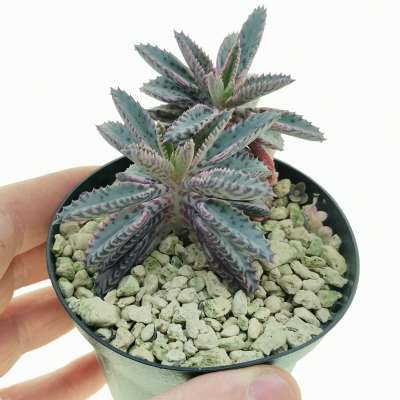 Kalanchoe daigremontiana cv. Pink Butterflies