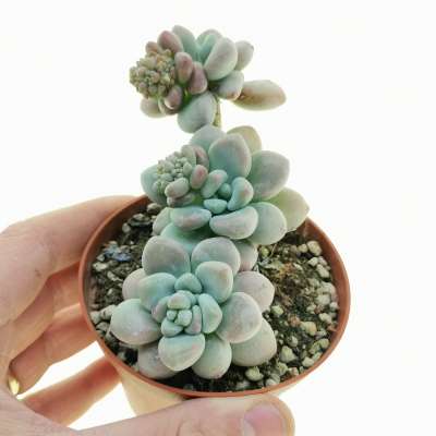 Sedum commixtum