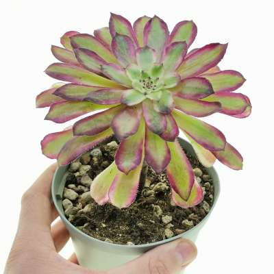 Aeonium 'Mardi Gras'