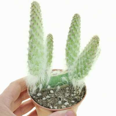 Opuntia engelmannii cv. Boskowitzii