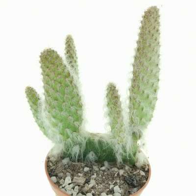Opuntia engelmannii cv. Boskowitzii - Giromagi