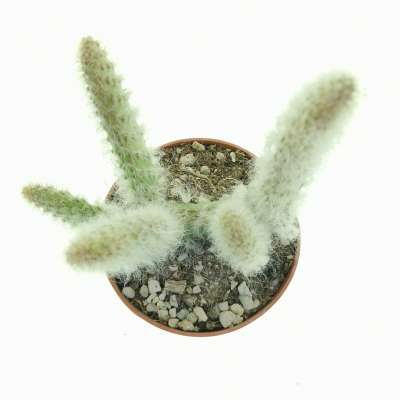Opuntia engelmannii cv. Boskowitzii - Giromagi