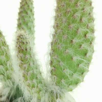 Opuntia engelmannii cv. Boskowitzii - Giromagi