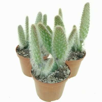 Opuntia engelmannii cv. Boskowitzii - Giromagi