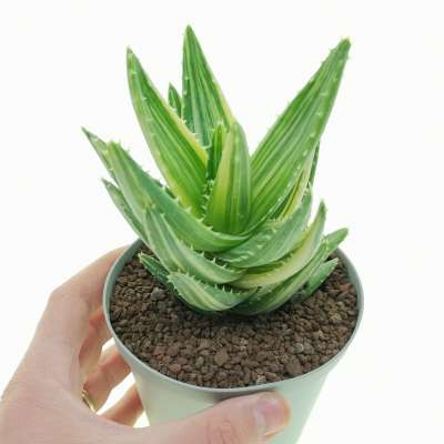 Aloe mitriformis f. variegata