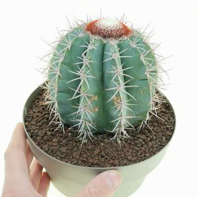 Melocactus azureus
