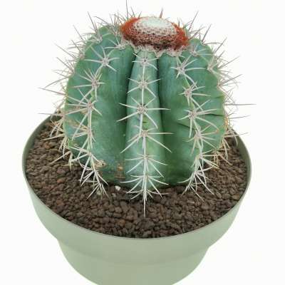 Melocactus azureus - Giromagi