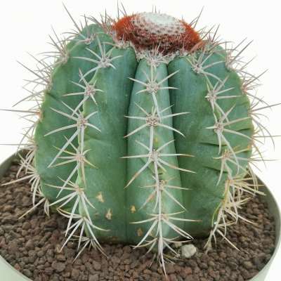 Melocactus azureus - Giromagi