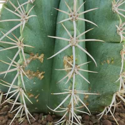 Melocactus azureus - Giromagi
