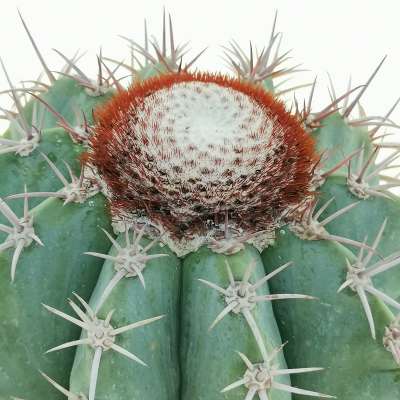 Melocactus azureus - Giromagi