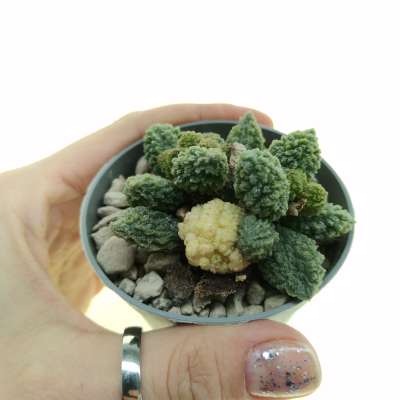 Adromischus marianae f. herrei 'Lime Drops' f. variegata