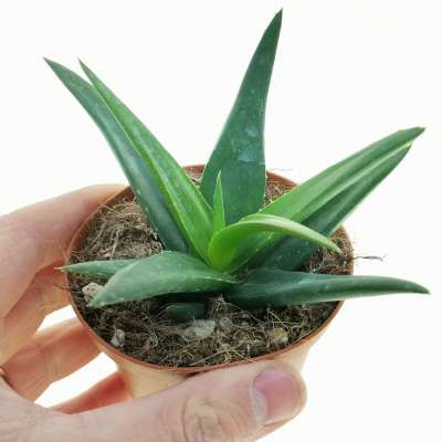 Aloe mitriformis 'Levis'