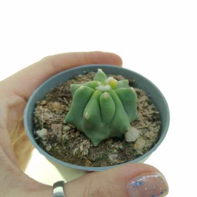 Ferocactus glaucescens f. inermis variegata
