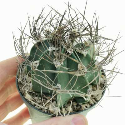 Astrophytum capricorne - Giromagi