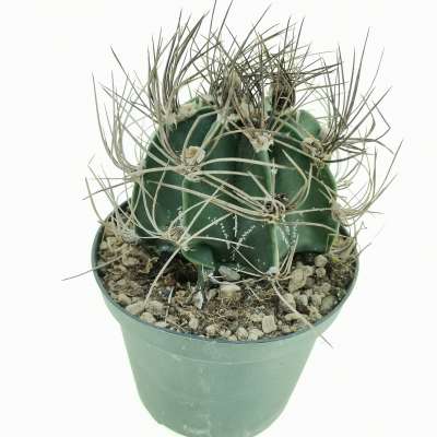 Astrophytum capricorne - Giromagi