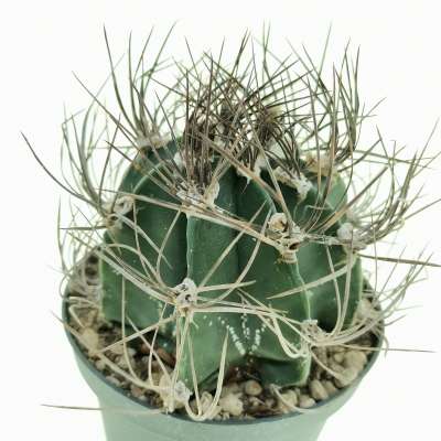 Astrophytum capricorne - Giromagi