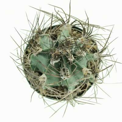 Astrophytum capricorne - Giromagi