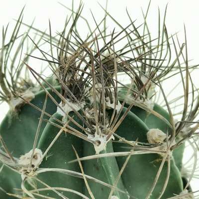 Astrophytum capricorne - Giromagi
