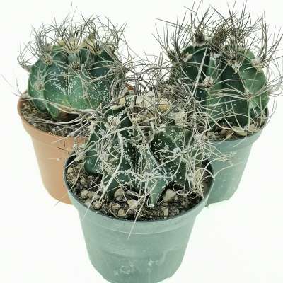 Astrophytum capricorne - Giromagi