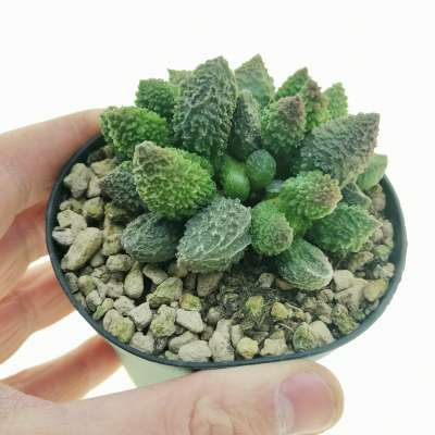 Adromischus marianae f. herrei 'Red Coral'