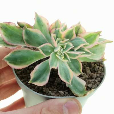 Aeonium 'Sunburst' f. crestata