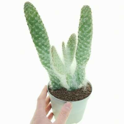 Opuntia engelmannii cv. Boskowitzii