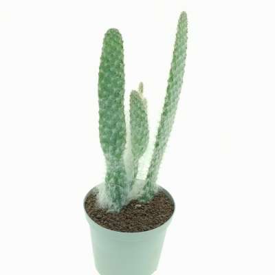 Opuntia engelmannii cv. Boskowitzii - Giromagi