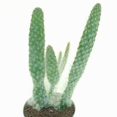 Opuntia engelmannii cv. Boskowitzii - Giromagi