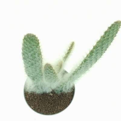Opuntia engelmannii cv. Boskowitzii - Giromagi
