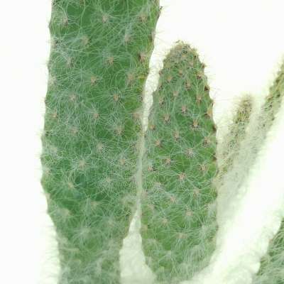 Opuntia engelmannii cv. Boskowitzii - Giromagi