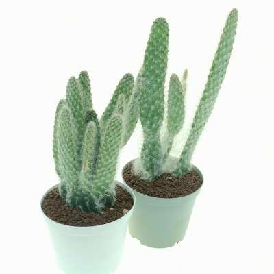 Opuntia engelmannii cv. Boskowitzii - Giromagi