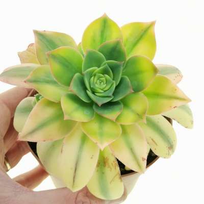 Aeonium 'Floresens'