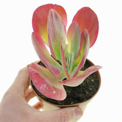 Kalanchoe luciae cv. fantastic
