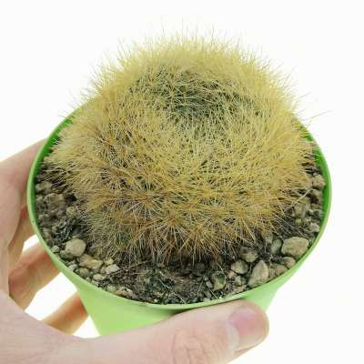 Sulcorebutia mentosa var. swobodae