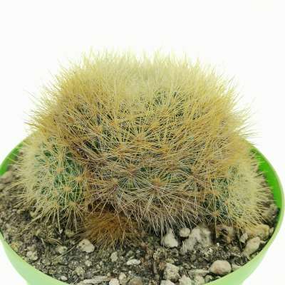Sulcorebutia mentosa var. swobodae - Giromagi